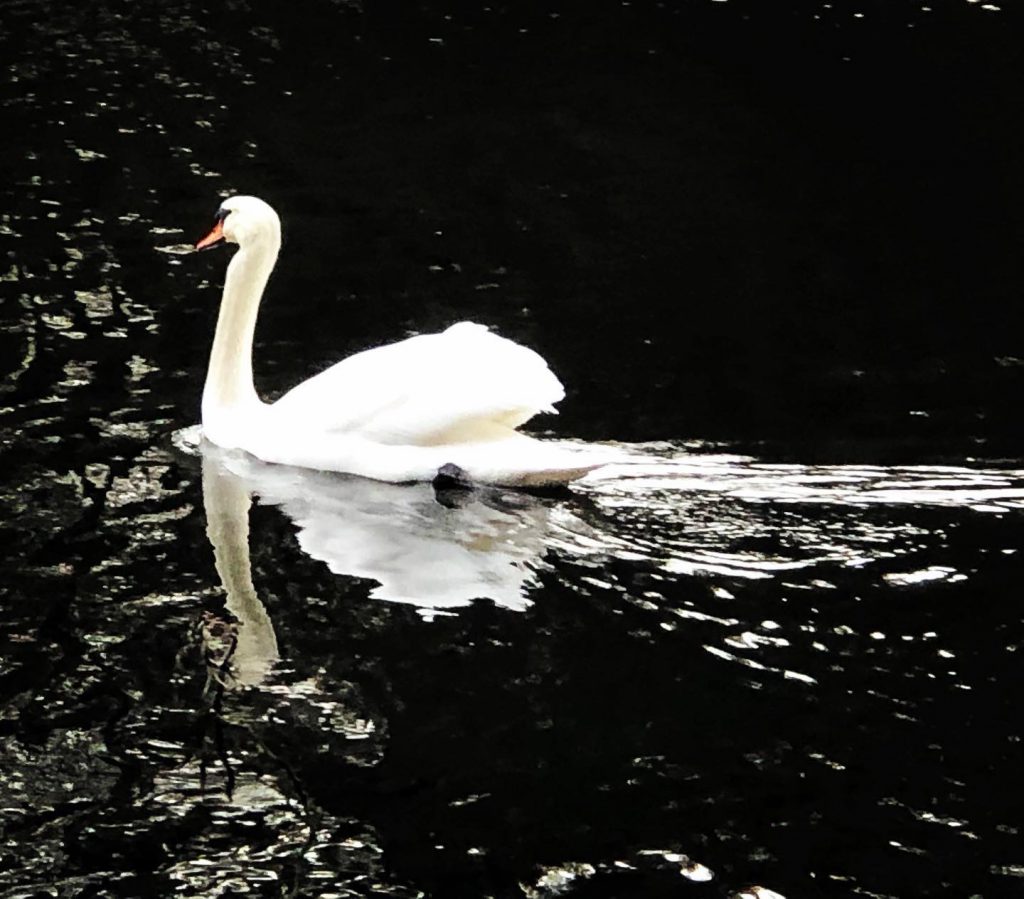 White swan